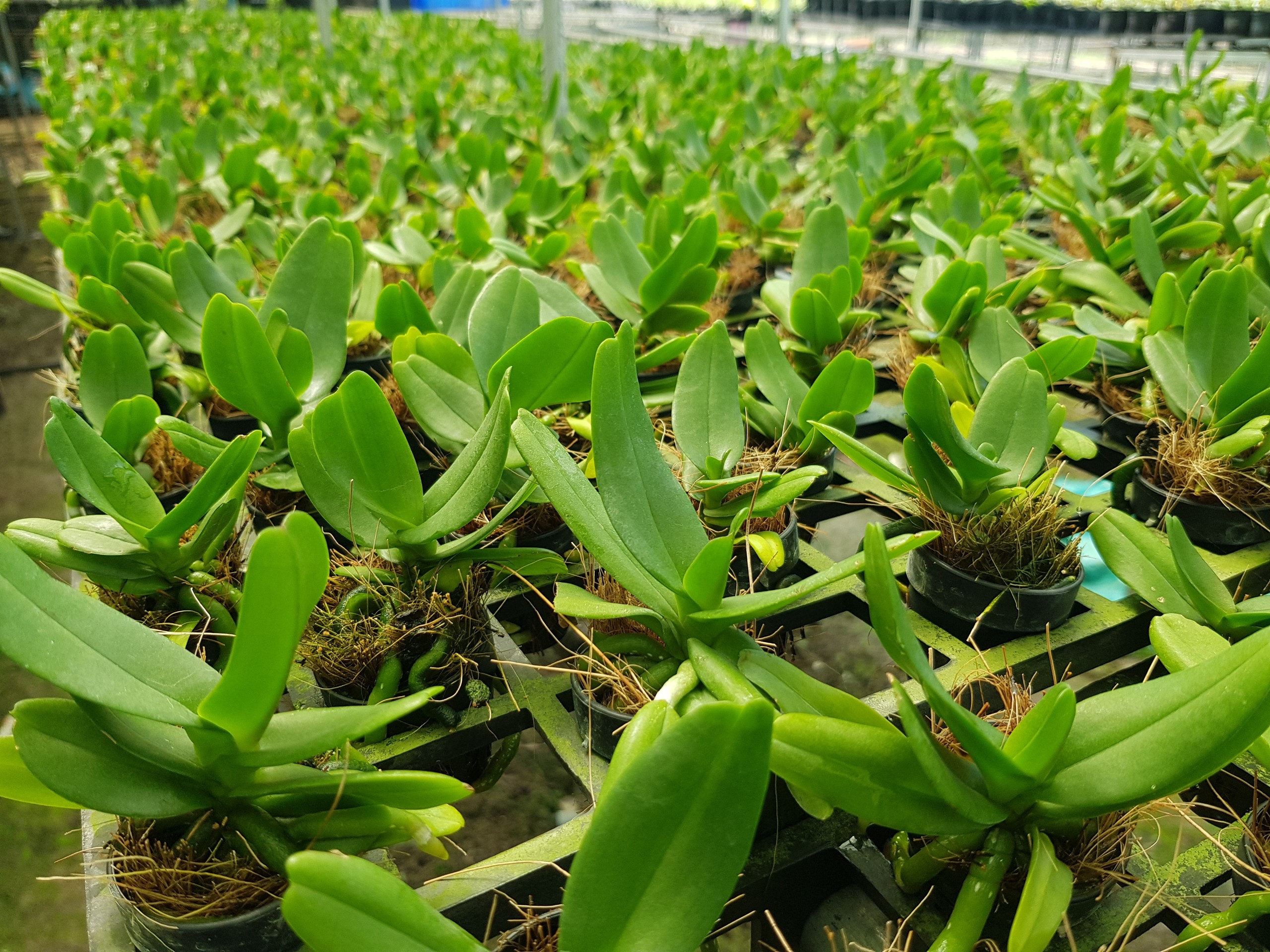 [Siêu Sale] hoa lan hoàng nhạn thái 4n