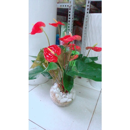 Chậu Cây Hồng Môn Thuỷ Sinh