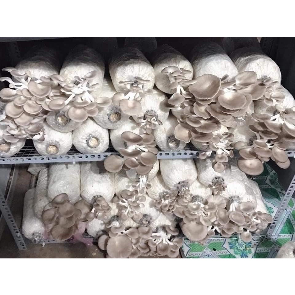 Phôi nấm Bào ngư (1 kiện 12 bịch phôi)