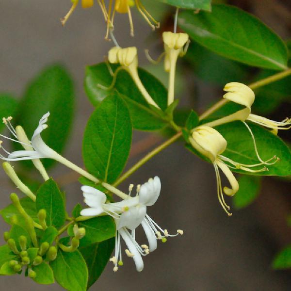 Honeysuckle seeds - Sale Off
