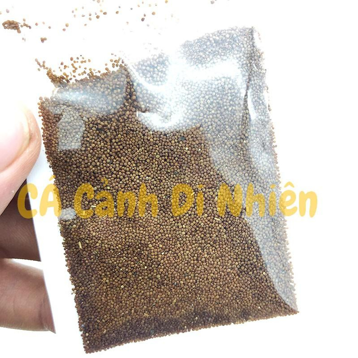 Hạt giống thủy sinh cỏ Trân Châu Nhật