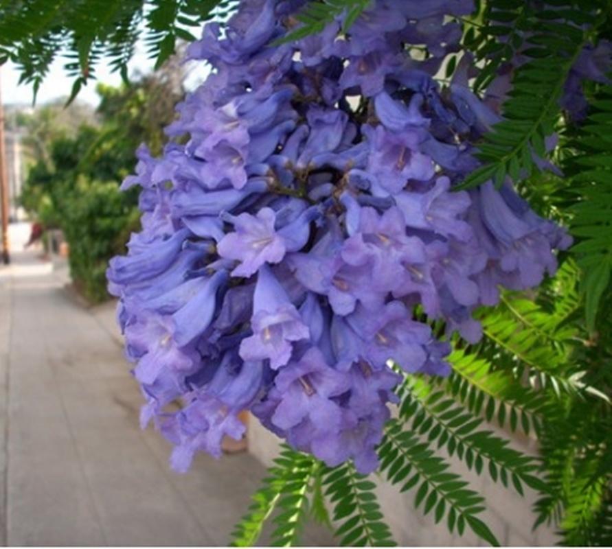 Hạt giống hoa Phượng tím