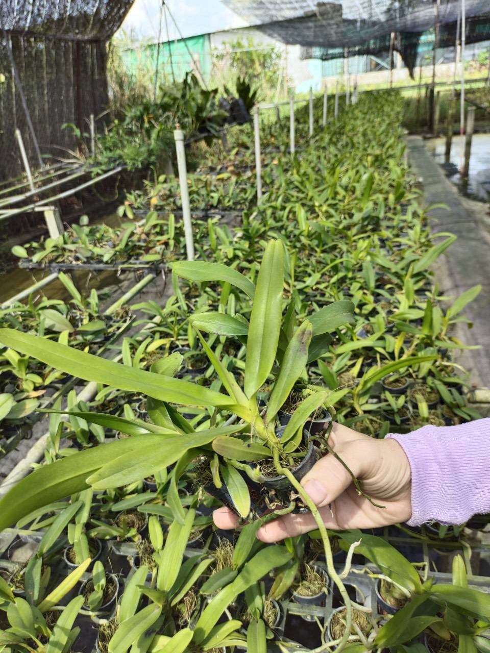 Cây giống giáng hương kuki VÀNG