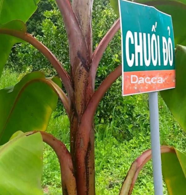 2 cây chuối đỏ dacca