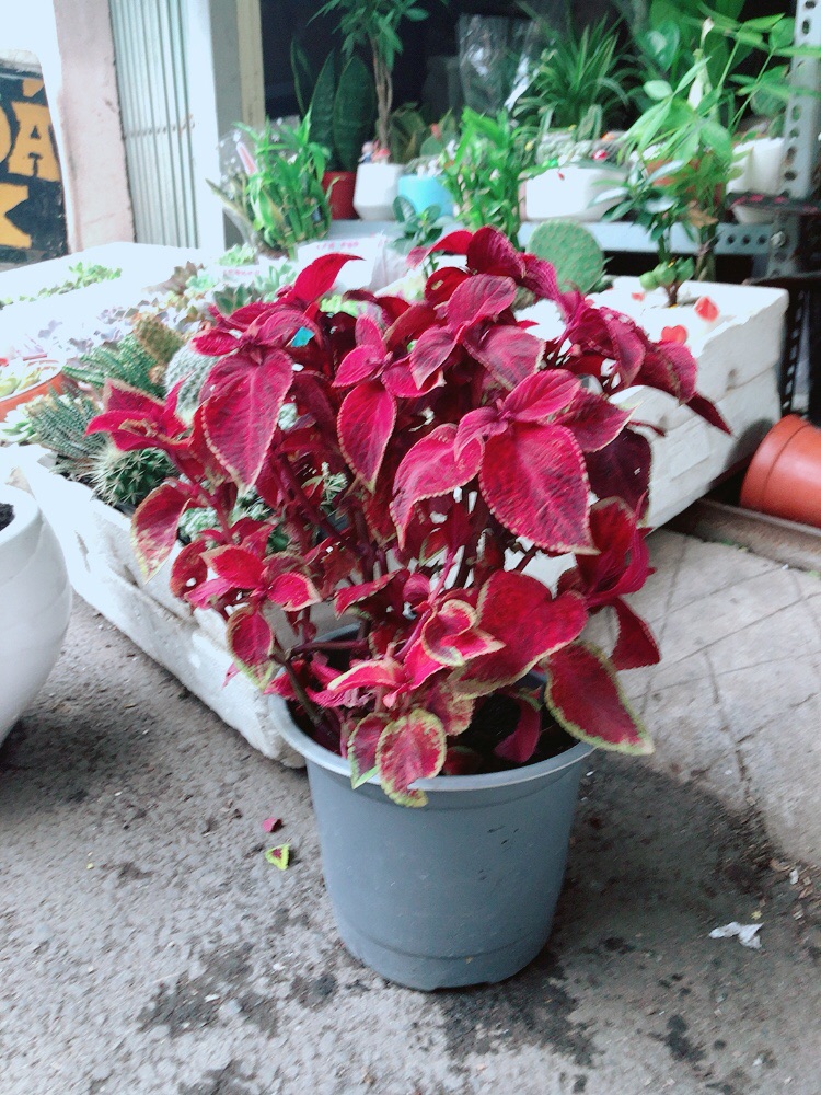Chậu cây lá gấm đỏ