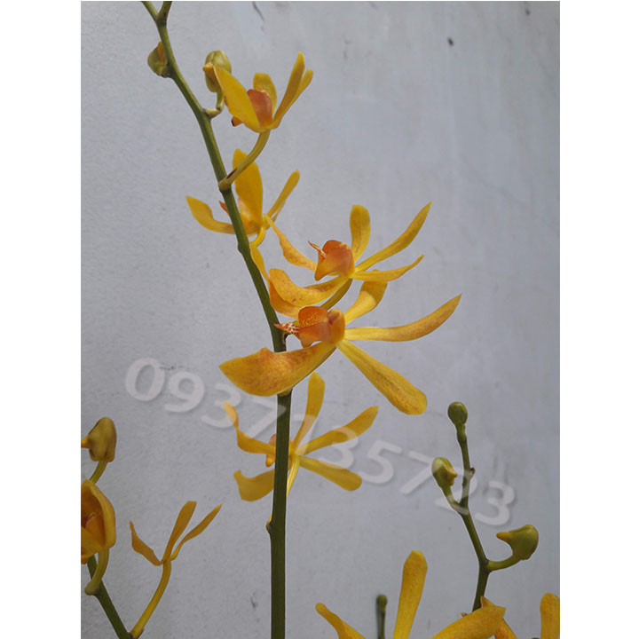 [HCM]COMBO 3 CÂY LAN BÒ CẠP VÀNG CÂY GIỐNG