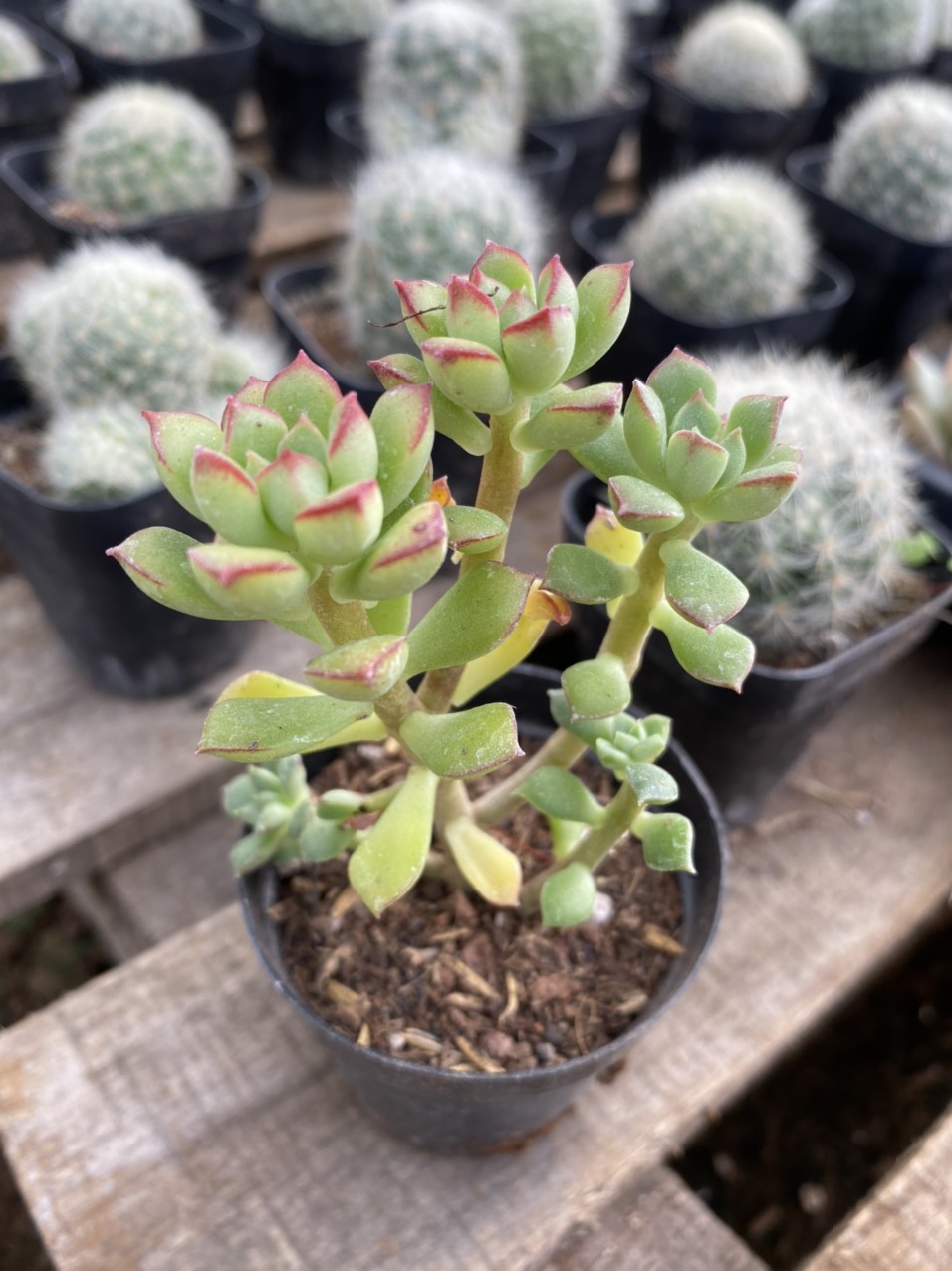 CÂY SEN ĐÁ ECHEVERIA SUPIA LÁ NHỎ THỤ MINI