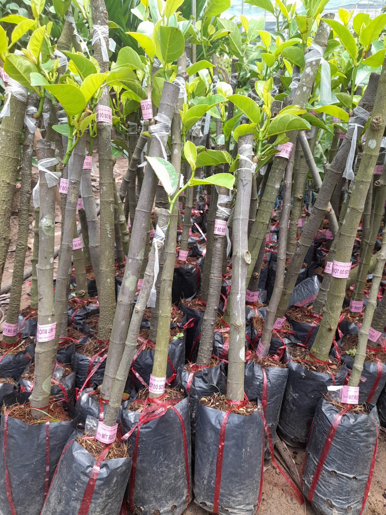 Giống Mít Ruột Đỏ Sơ Đỏ-Cây Ăn Trái+Tặng kèm phân bón