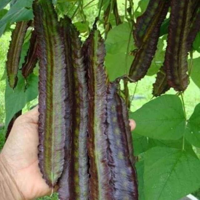 Hạt giống đậu.rồng tím Thái - gói 5gram