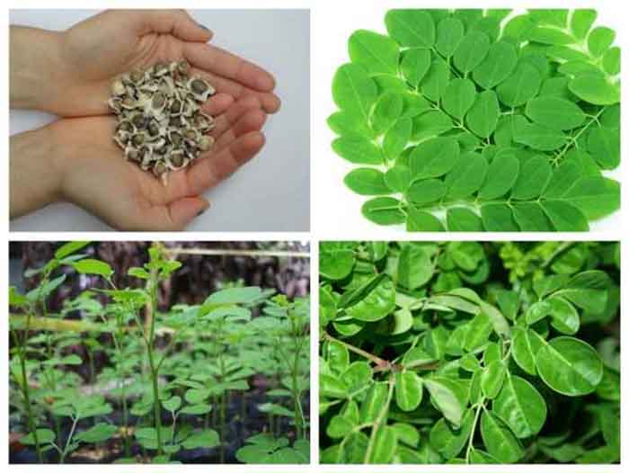 Hạt giống cây Chùm ngây (gói 50 hạt)