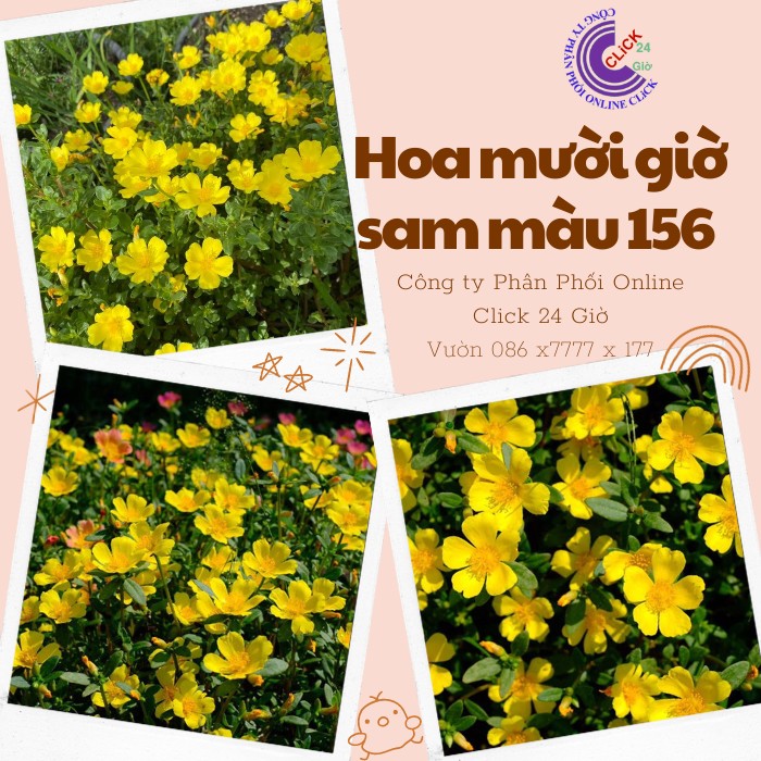 Hoa sam đơn màu vàng hoa mười giờ sam thái màu 156 đẹp nổi bật hoa mười giờ