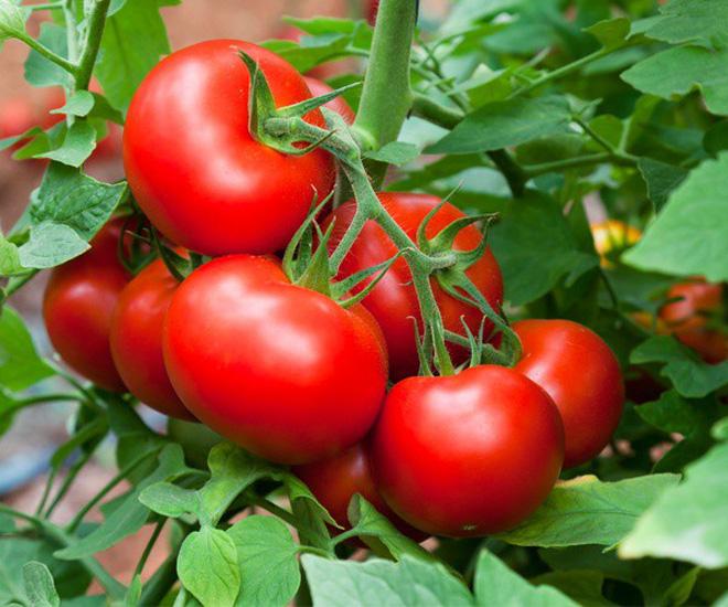 Hạt giống cà chua chịu nhiệt Ấn Độ