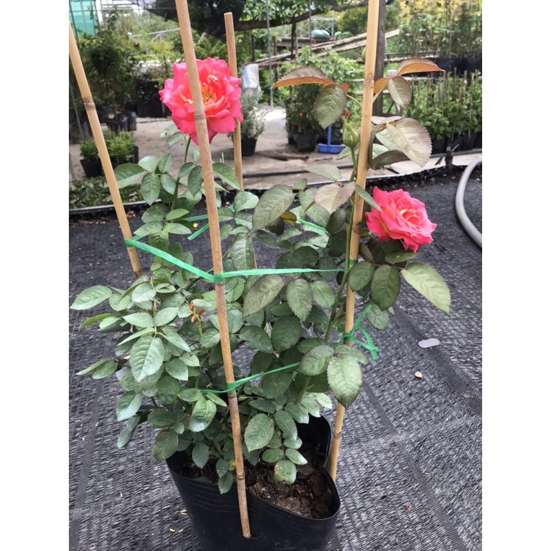 Cây giống hoa hồng Hai Da size chậu C8