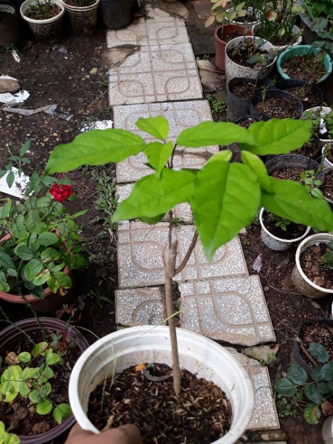 Chậu cây giống hoa ngọc nữ đỏ