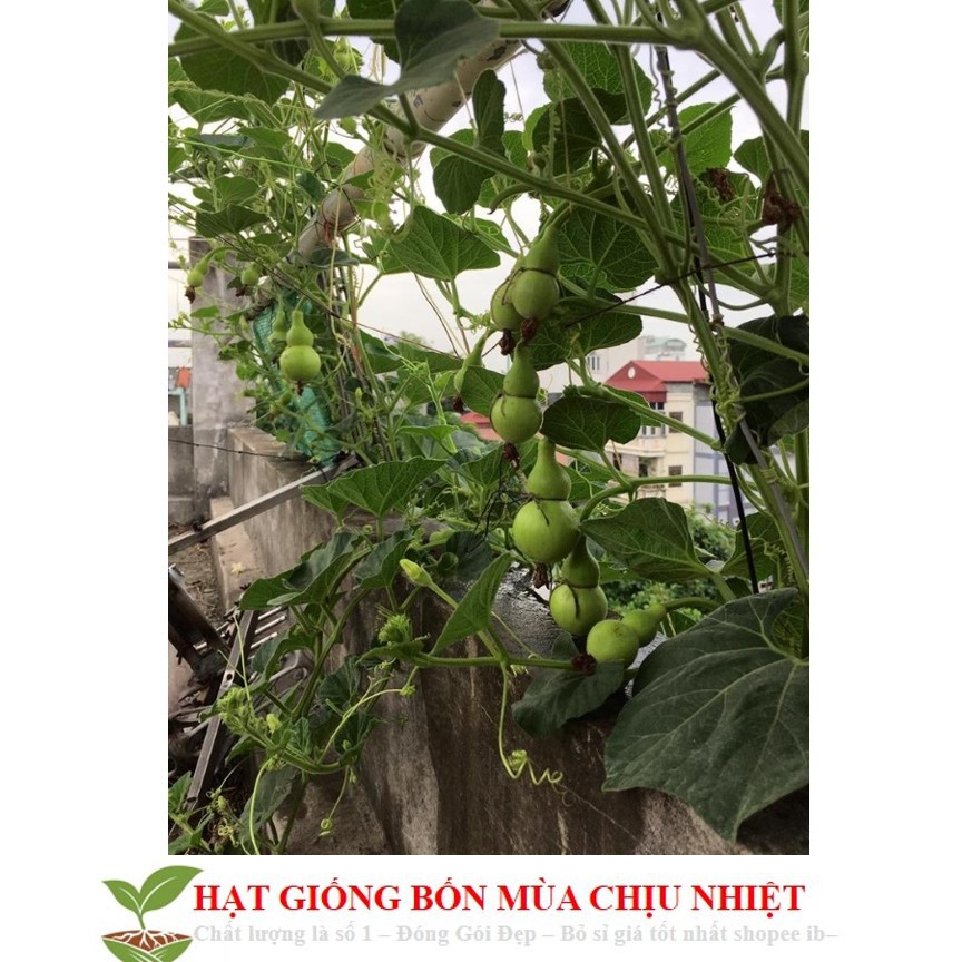 MJ216 Hạt Giống Bầu Hồ Lô - Mini Siêu Kute (Lagenaria siceraria) 5 hạt