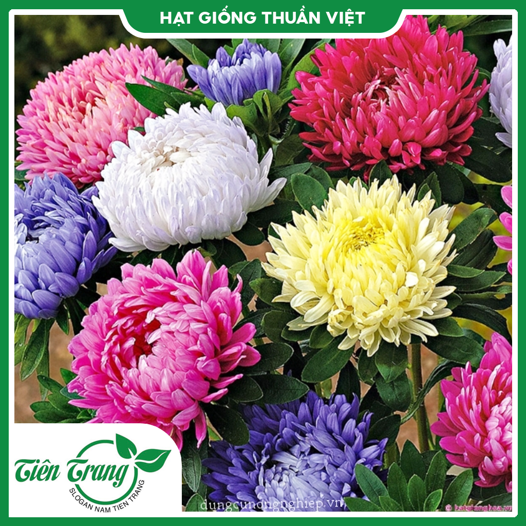 Hạt giống Cúc Đại Đóa nhiều màu TN