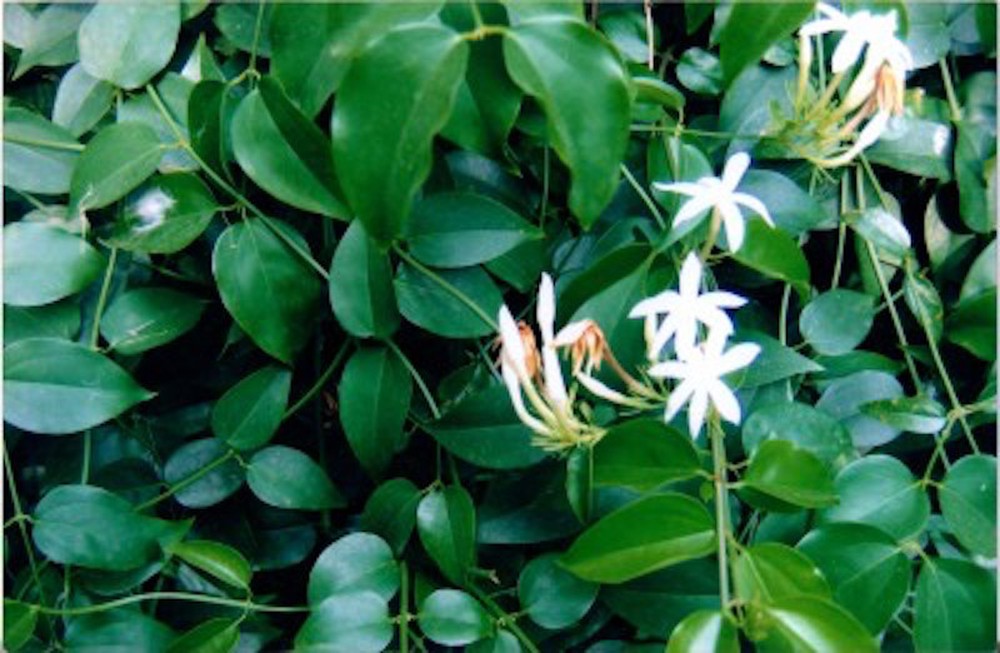 lá chè vằng tươi 1kg