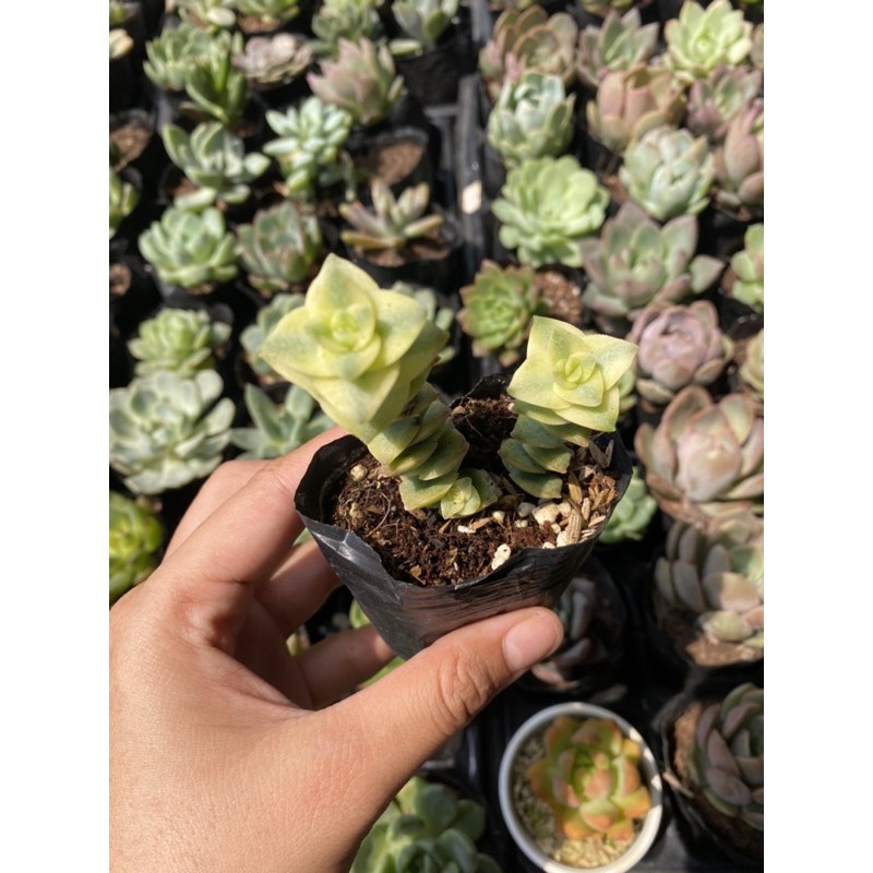 Sen đá Xiên thịt 5cm