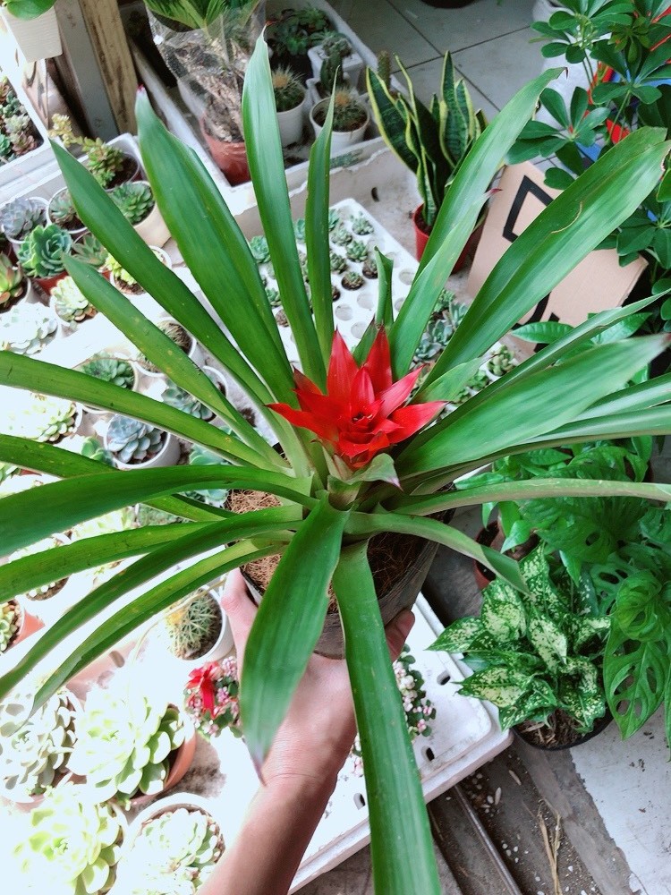 Cây Phong Lộc Hoa