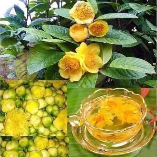 Cây giống Trà hoa vàng , chè hoa vàng  - Cây dược Liệu (Ảnh Thạt số 2)