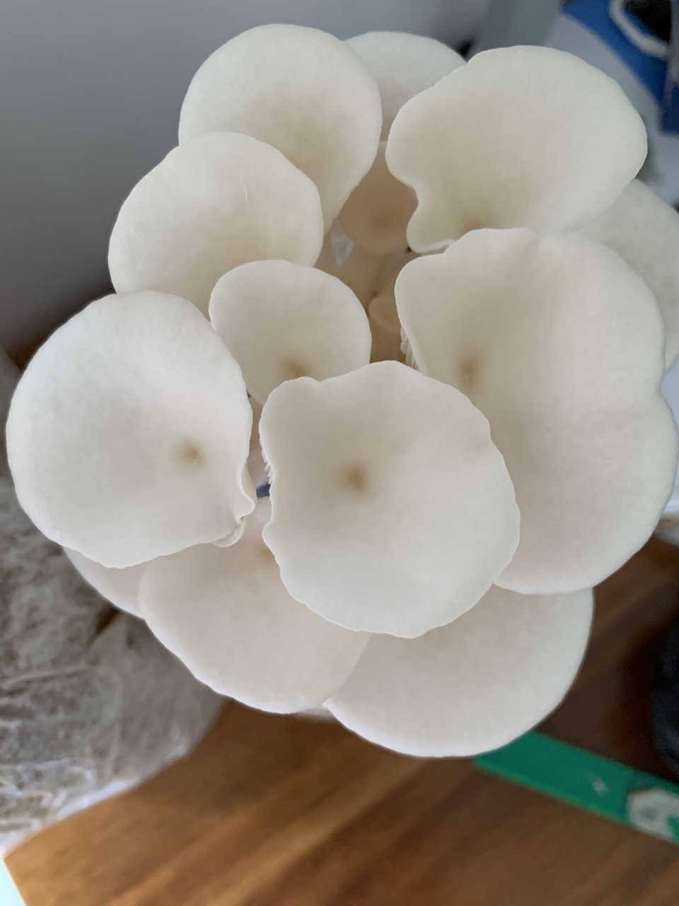 Phôi nấm Sò (kiện 3 bịch)
