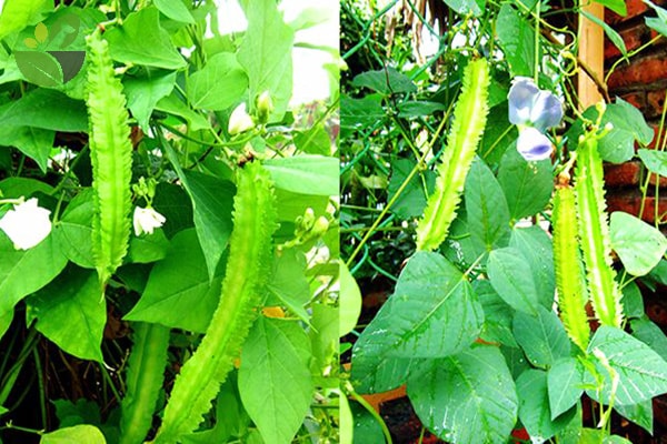 20GR_HẠT GIỐNG ĐẬU RỒNG/ ĐẬU KHẾ (TÚI ZIP)