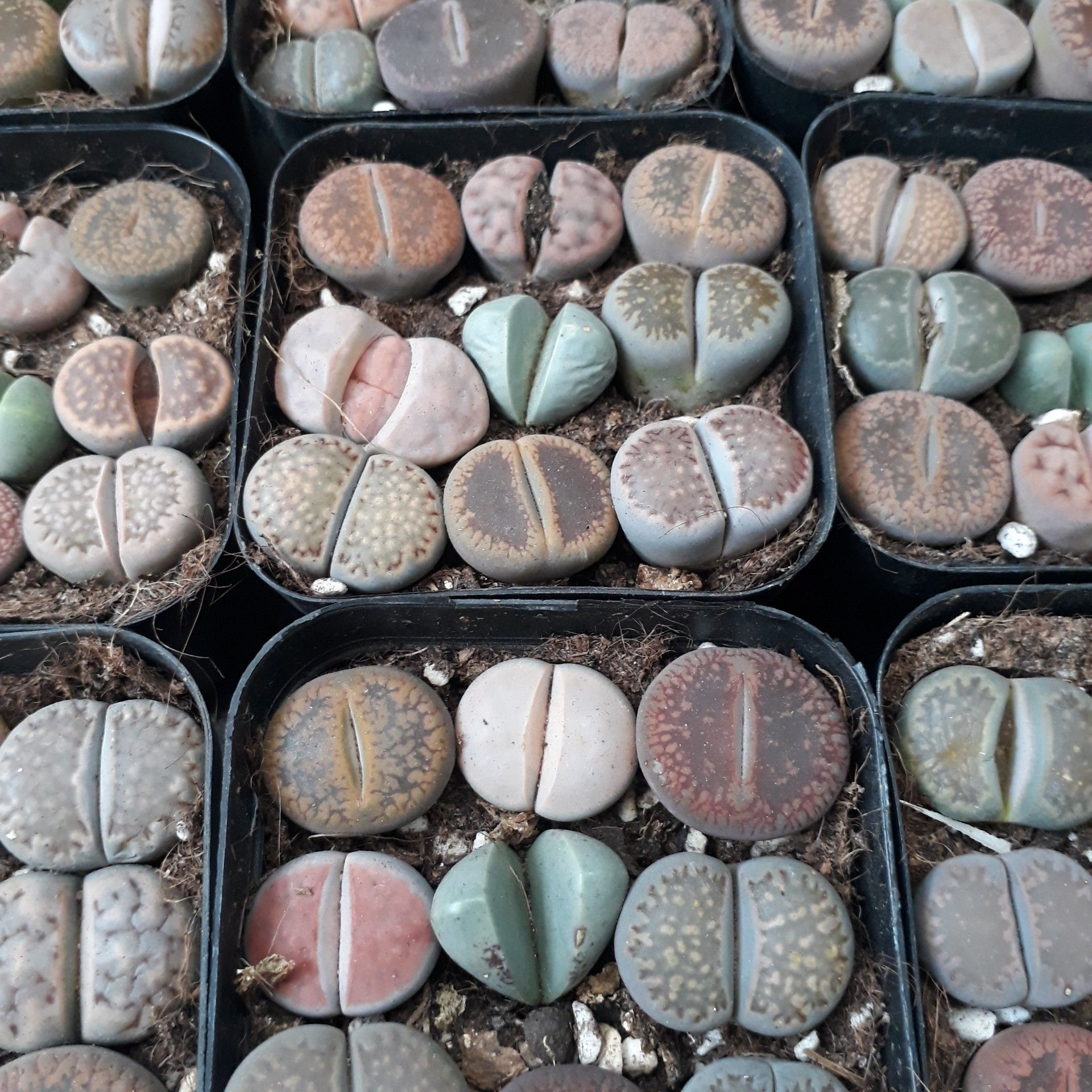Sen Mông Mix Chậu 9 Cây Màu Siêu Đẹp (Sen Mông/Lithops/Thạch Lan)