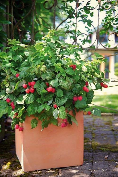 "Gói 30 Hạt " Hạt giống Mâm xôi đỏ ( phúc bồn tử )