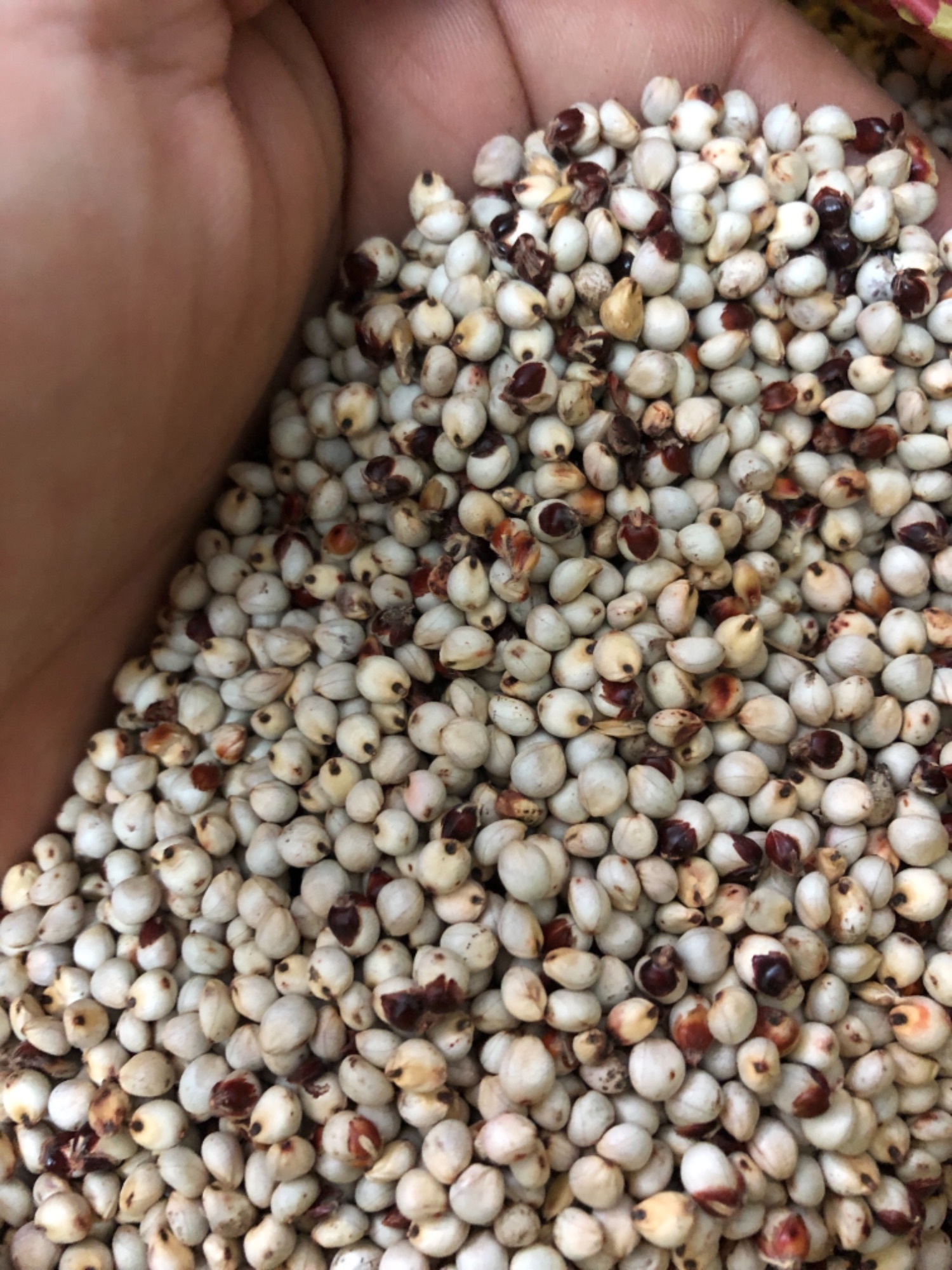 0.5KG - Bo bo trắng nguyên hạt