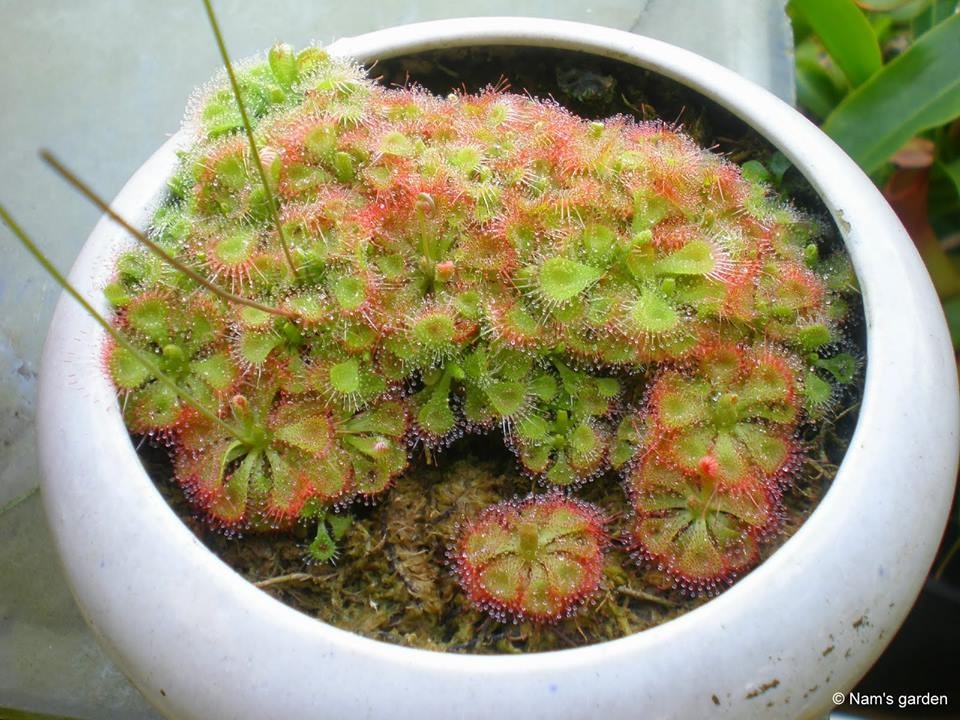 Hạt giống cây bắt mồi gọng vó 10 hạt ( Kèm 3 Viên Nén Sơ Dừa Ươm Hạt )