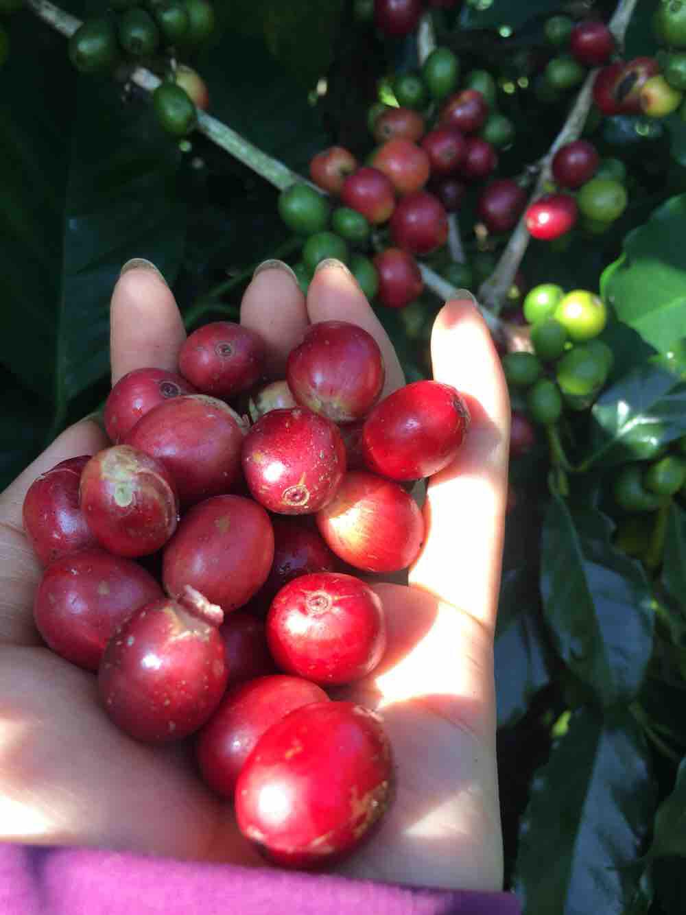 Trà cascara ( trà vỏ cà phê) làm từ vỏ trái arabica