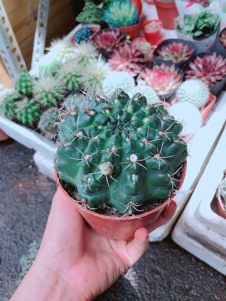 Xương Rồng Thần Long Size Lớn