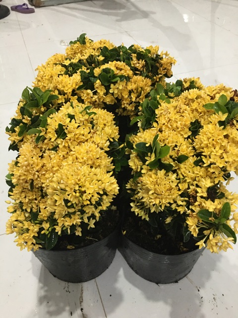 Mẫu đơn vàng lá xoắn siêu bông