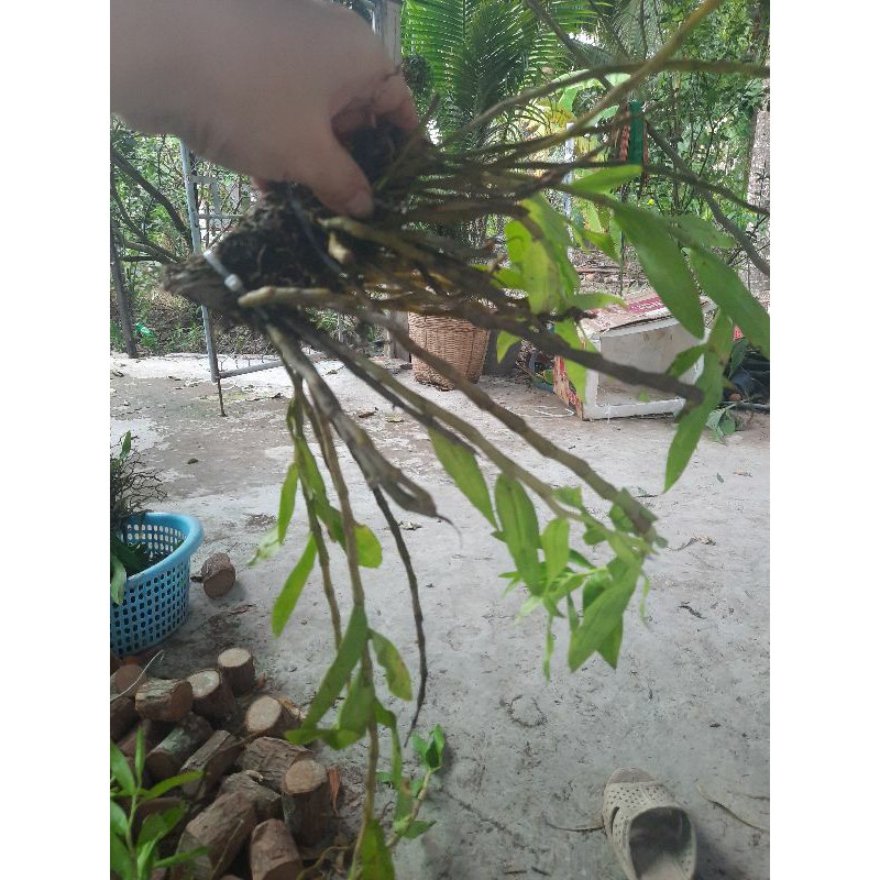 Lan rừng Hương vani đã thuần gỗ.