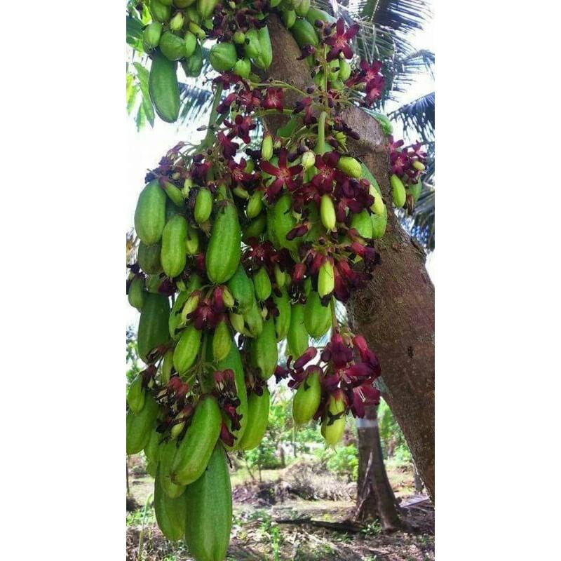 Cây Khế Tàu - Khế Tây - Khế kiểng ( mới )