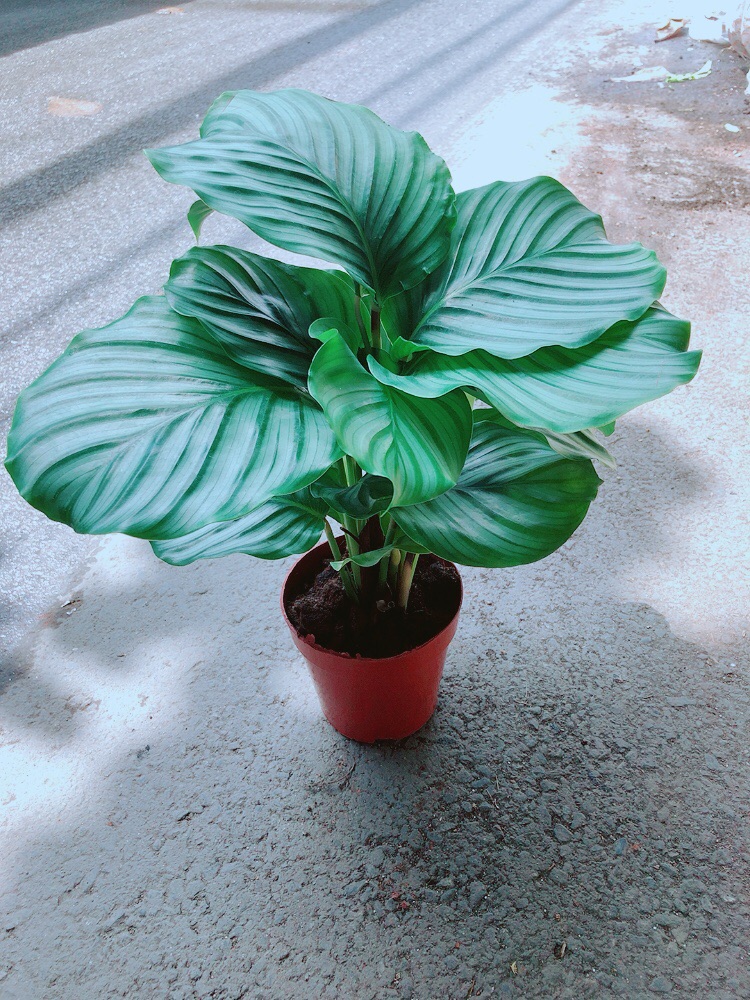 [HCM]Đuôi Công Táo Xanh