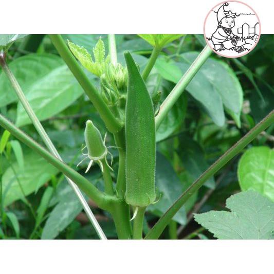 HẠT ĐẬU BẮP LAI ẤN ĐỘ - GÓI 20 GRAM