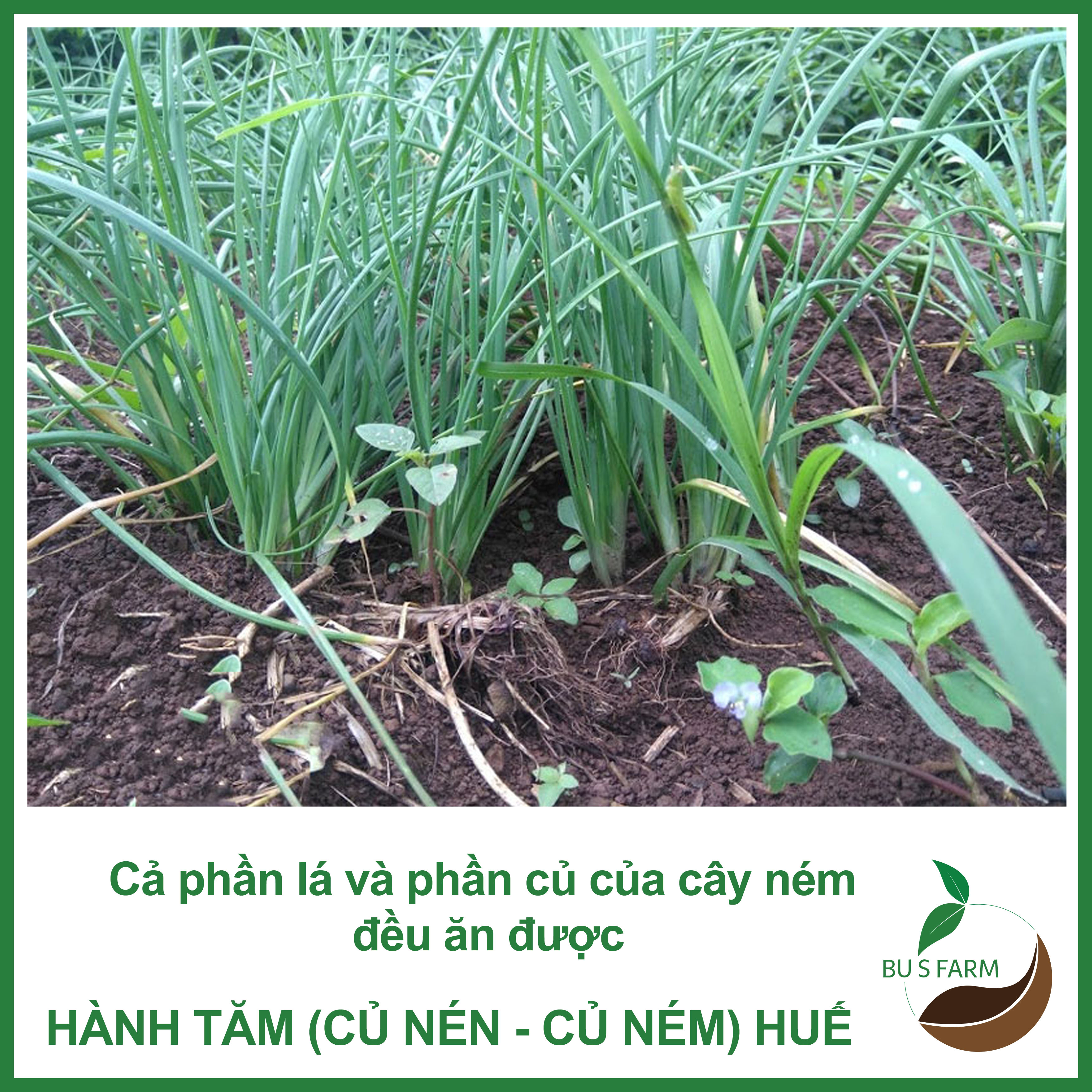 500gr Củ Ném ( củ Nén - Hành tăm - Hành trắng) Huế nhà trồng