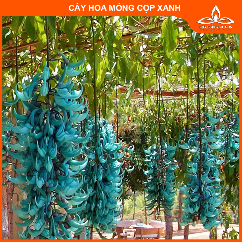 CÂY GIỐNG HOA MÓNG CỌP XANH CHUỖI HOA DÀI, HOA ĐẸP LẠ (cây cao 45-50cm) Hình cuối