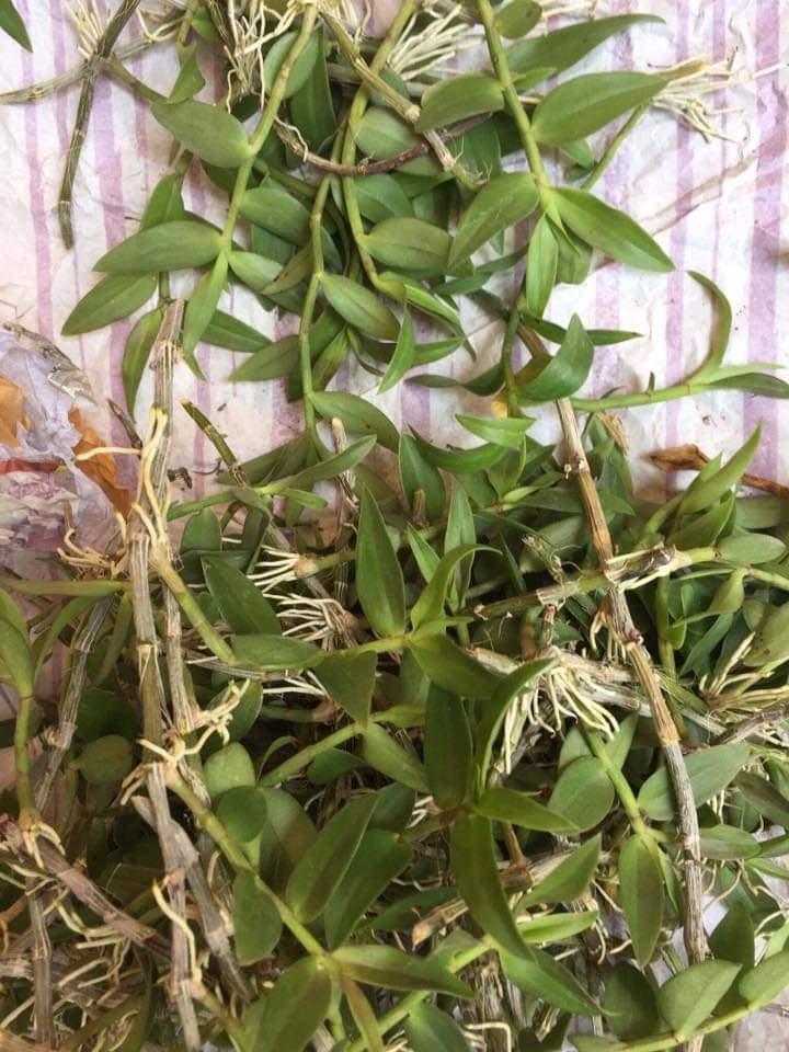 hạc vĩ thiên cung