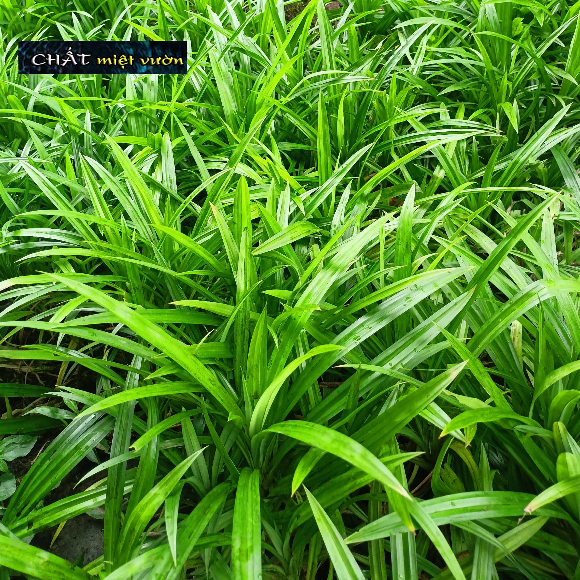 Pandan Plant