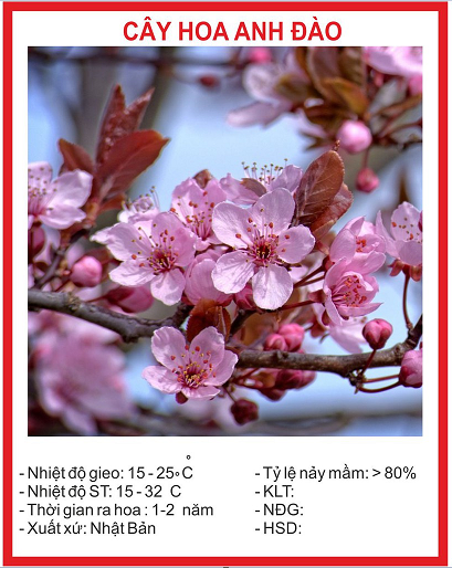 Hạt giống hoa anh đào Nhật Bản - gói 10 hạt
