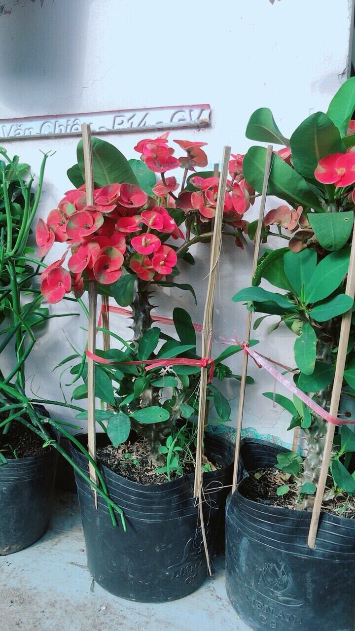 Xương Rồng Bát Tiên Hoa Đỏ