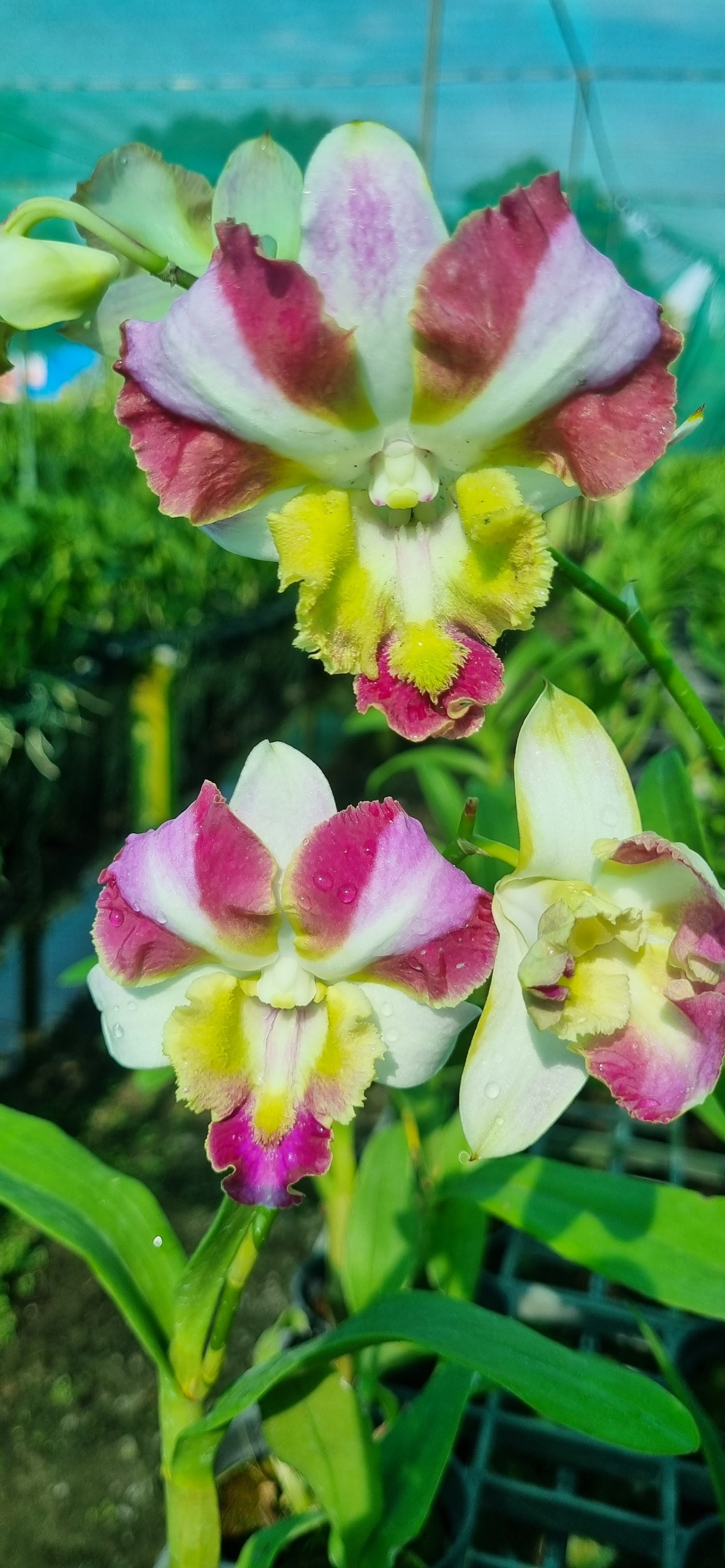 HOA LAN DEN LAI CATT MẮT RỒNG NGŨ SẮC