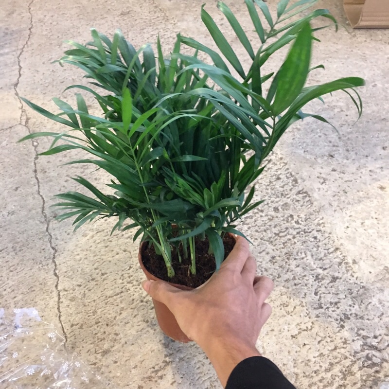 [Cây Phong Thuỷ] Cây cau tiểu trâm để bàn