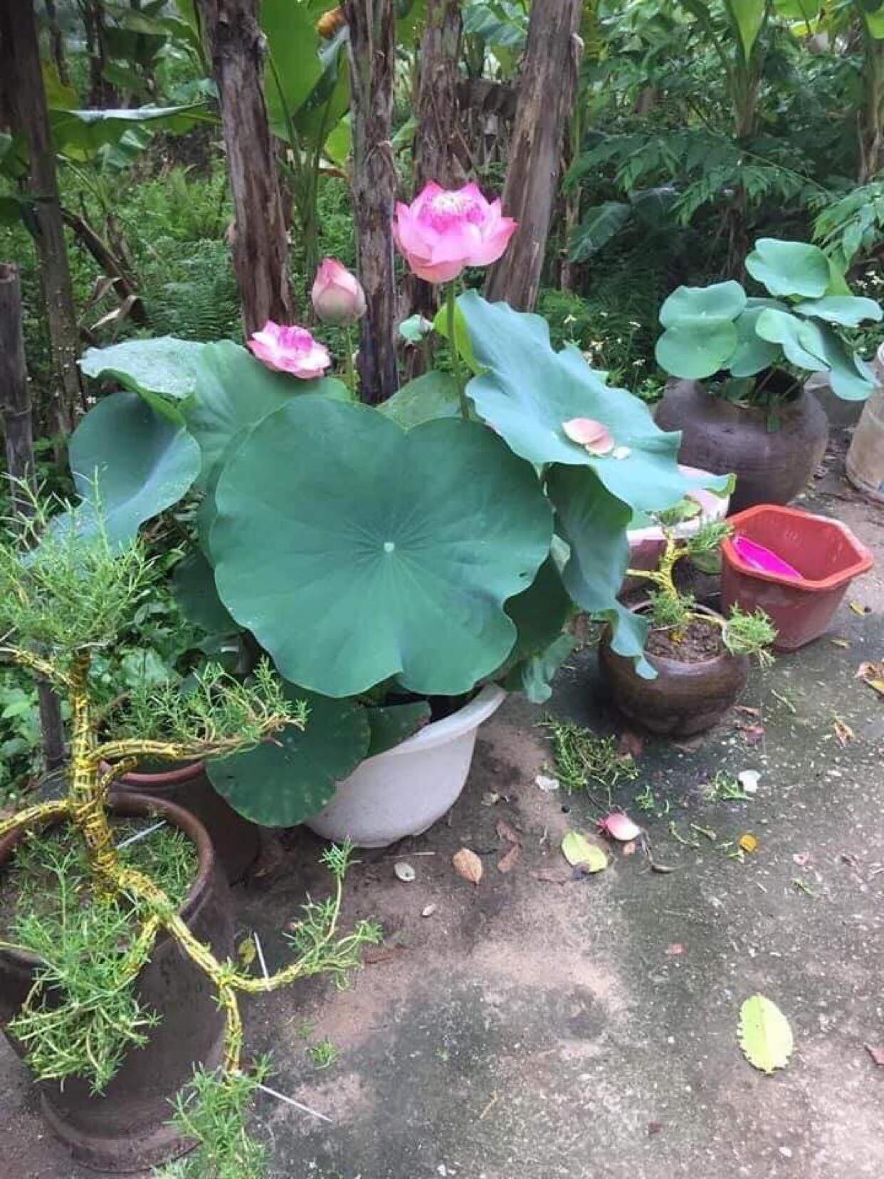 Sen Phượng Hoàng Lửa_ Củ Giống