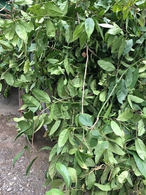 Cây xạ đen - Cây xạ đen Hòa Bình 1kg
