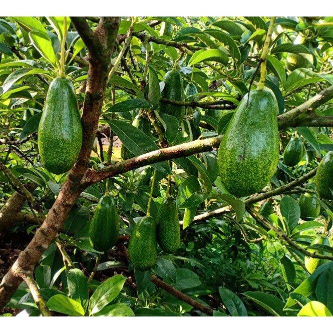 Cây giống bơ lùn thanh sơn (Có thể trồng chậu) (có tem chuẩn giống)
