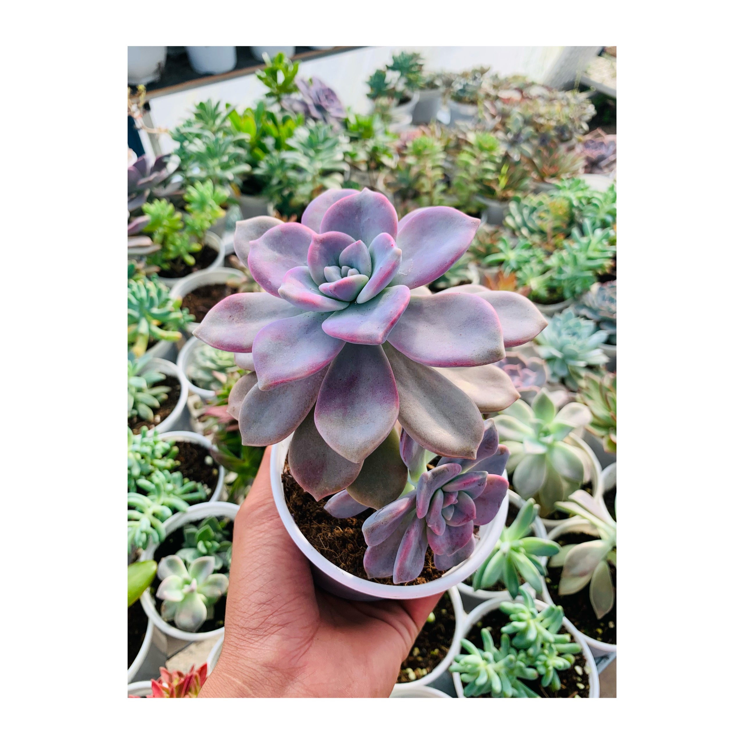 Sen Đá Hồng Mập 10cm *Hư 1 Đổi 1*