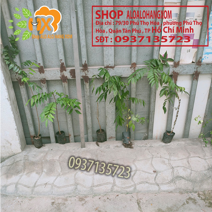 [HCM]combo 5 cây sưa đỏ -cây giống cao từ 15-35 cm